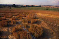 Avebury Avenue, Wiltshire crop circle, aerial photo 5