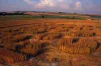Avebury Avenue, Wiltshire crop circle, aerial photo 6