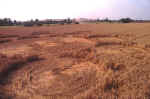 Avebury Avenue, Wiltshire crop circle, aerial photo 13