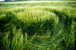 Avebury Trusloe, Wiltshire crop circle, aerial photo 3