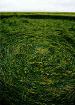 Avebury Trusloe, Wiltshire crop circle, aerial photo 5