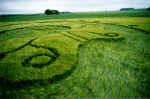 Avebury Trusloe, Wiltshire crop circle, aerial photo 7