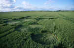 Avebury Trusloe, Wiltshire crop circle, aerial photo 11
