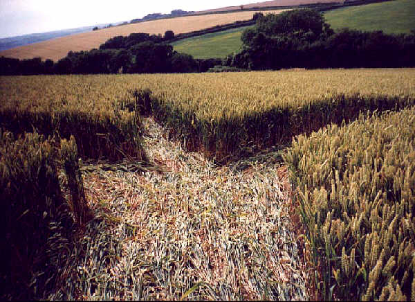Axminister, Devon crop circle, aerial photo 2