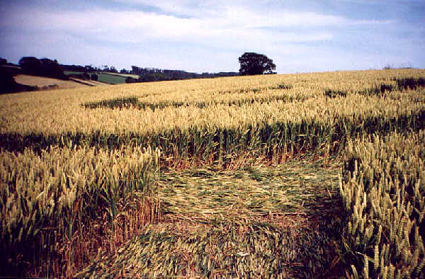 Axminister, Devon crop circle, aerial photo 3