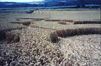 Borstal, Kent crop circle, aerial photo 3