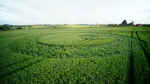 Compton Dando, Somerset crop circle, aerial photo 3