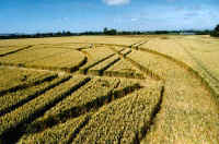 Honey Street, Wiltshire crop circle, aerial photo 6