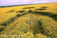 Milk Hill (2), Wiltshire crop circle, aerial photo 3