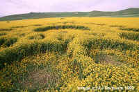 Milk Hill (2), Wiltshire crop circle, aerial photo 4