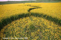 Milk Hill (2), Wiltshire crop circle, aerial photo 5