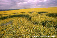 Milk Hill (2), Wiltshire crop circle, aerial photo 6