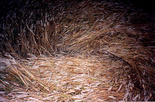 Oakley (1), Bedfordshire crop circle, aerial photo 5