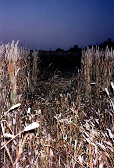 Oakley (1), Bedfordshire crop circle, aerial photo 7