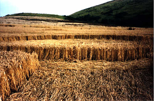 Preston, Dorset crop circle, aerial photo 5