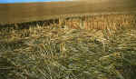 Roundway Hill, Wiltshire crop circle, aerial photo 16