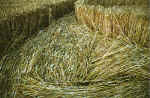 Roundway Hill, Wiltshire crop circle, aerial photo 17
