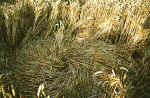 Roundway Hill, Wiltshire crop circle, aerial photo 20
