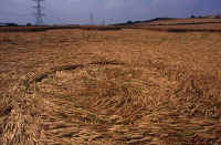 Roundway Hill, Wiltshire crop circle, aerial photo 4