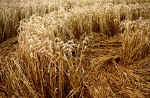 Stanton St Bernard, Wiltshire crop circle, aerial photo 16