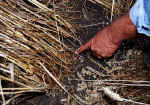 Stanton St Bernard, Wiltshire crop circle, aerial photo 17