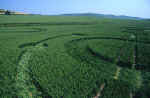 Stanton St Bernard, Wiltshire crop circle, aerial photo 5