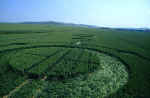 Stanton St Bernard, Wiltshire crop circle, aerial photo 7