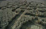 Stanton St Bernard, Wiltshire crop circle, aerial photo 15