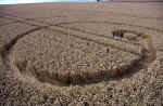 Stanton St Bernard, Wiltshire crop circle, aerial photo 10