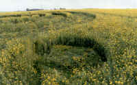 Tormarton, Somerset crop circle, aerial photo 3
