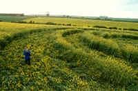 Tormarton, Somerset crop circle, aerial photo 4