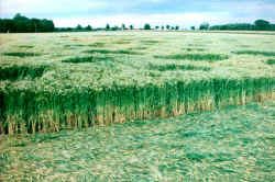 Escrick Park Estate, Yorkshire crop circle, aerial photo 2