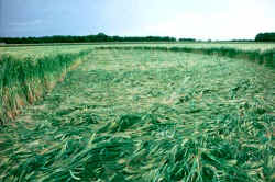 Escrick Park Estate, Yorkshire crop circle, aerial photo 4