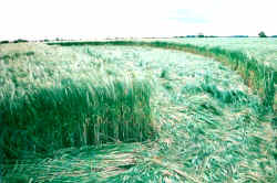 Escrick Park Estate, Yorkshire crop circle, aerial photo 5