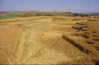 West Kennett, Wiltshire crop circle, aerial photo 3