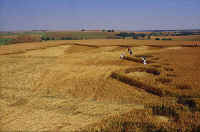 West Kennett, Wiltshire crop circle, aerial photo 4