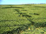 West Overton, Wiltshire crop circle, aerial photo 3