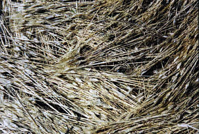 Whitstable, Kent crop circle, aerial photo 3