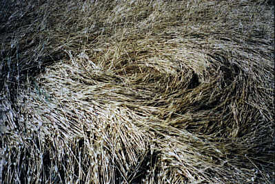Whitstable, Kent crop circle, aerial photo 4