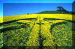 Woodborough Hill, Wiltshire crop circle, aerial photo 3