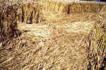 Broad Street, Kent crop circle, aerial photo 4