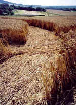 Broad Street, Kent crop circle, aerial photo 5