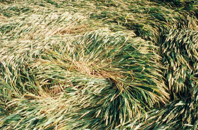 Chaffeymoor, Somerset crop circle, aerial photo 2