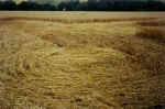 Pegsdon (1), Hertsfordshire crop circle, aerial photo 4