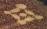 Stonor House, Oxon/Bucks crop circle, aerial photo 3