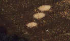 Stonor House, Oxon/Bucks crop circle, aerial photo 4