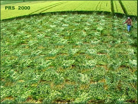 Adams Grave, Wiltshire crop circle, aerial photo 3
