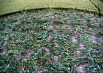 Adams Grave, Wiltshire crop circle, aerial photo 6