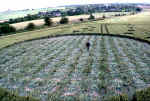 Adams Grave, Wiltshire crop circle, aerial photo 5