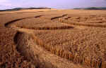 All Cannings Bridge, Wiltshire crop circle, aerial photo 13